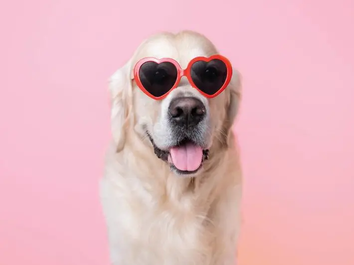 I cani sono i migliori amici del cuore