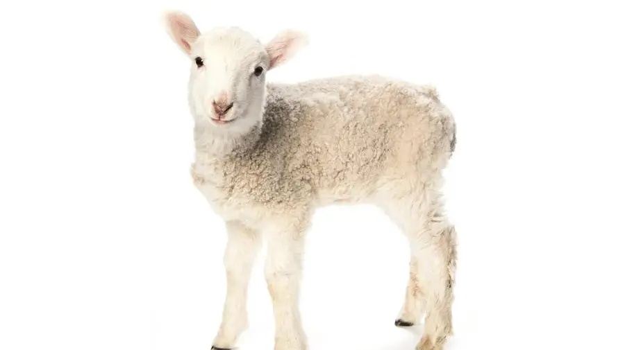 Adottare gli agnelli: cresce l’interesse per l’allevamento nei grandi giardini