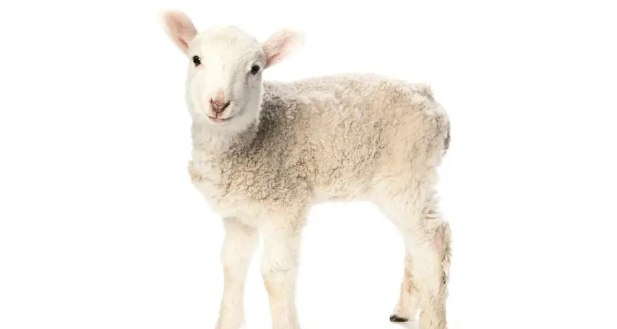 Adottare gli agnelli: cresce l’interesse per l’allevamento nei grandi giardini