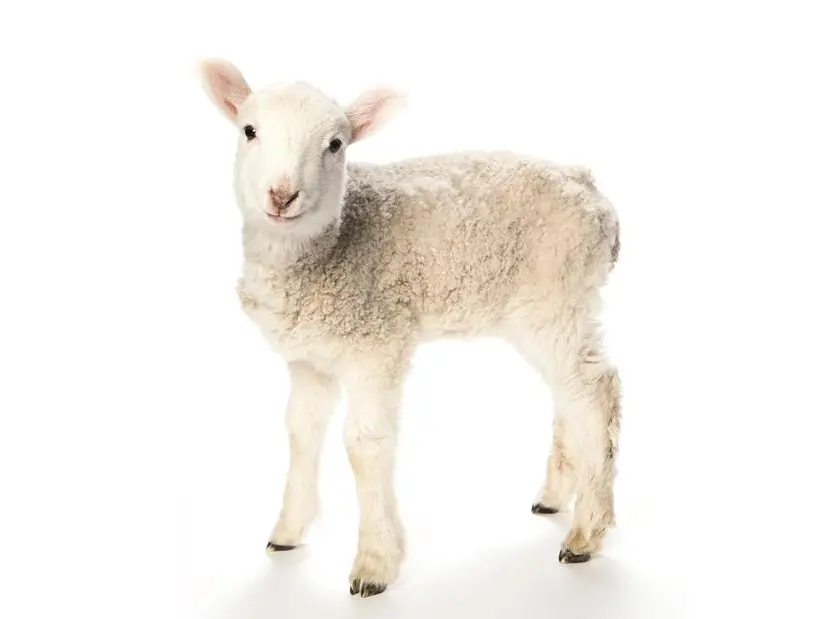 Adottare gli agnelli: cresce l’interesse per l’allevamento nei grandi giardini