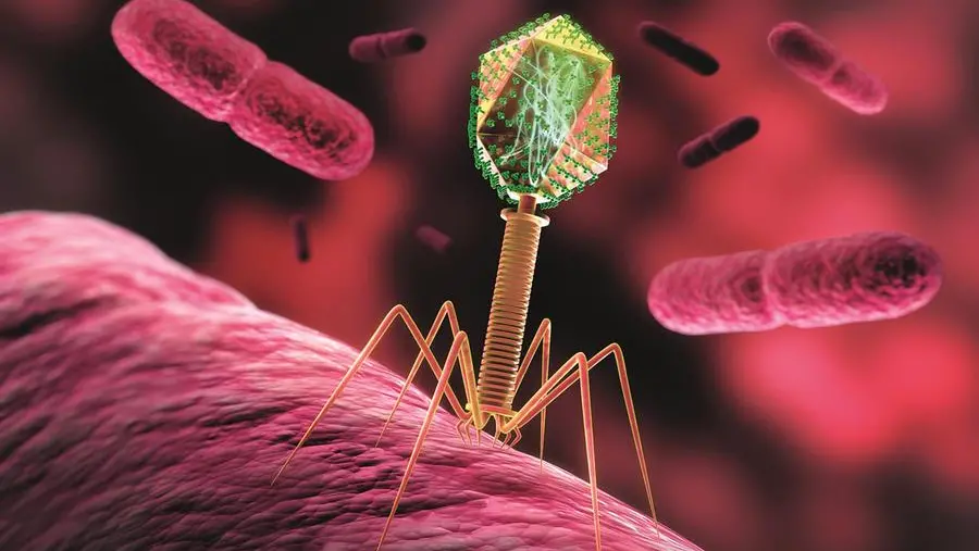 La terapia con i virus che annientano i super batteri