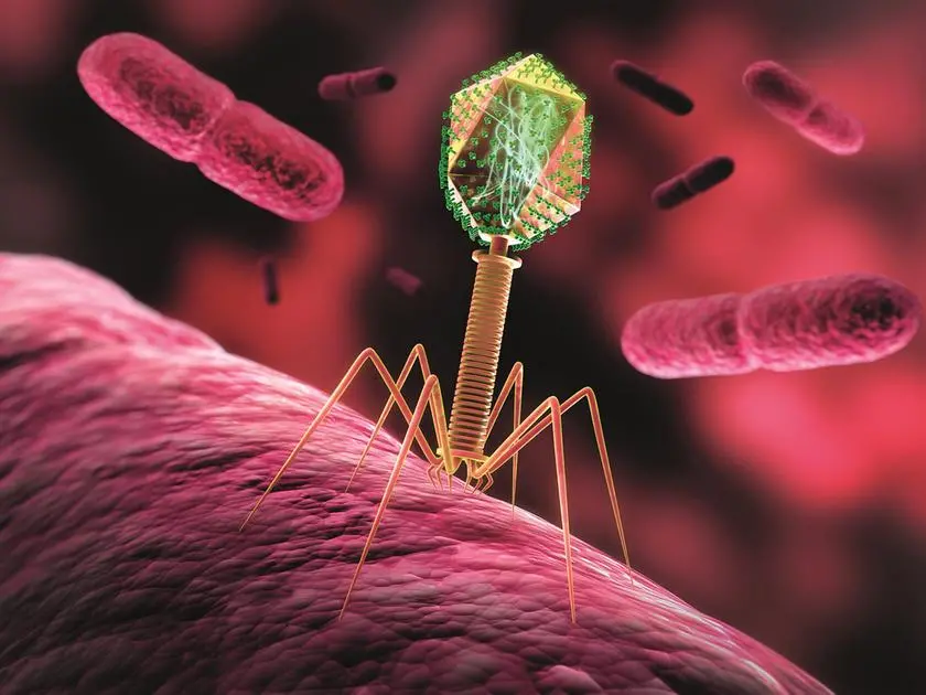 La terapia con i virus che annientano i super batteri