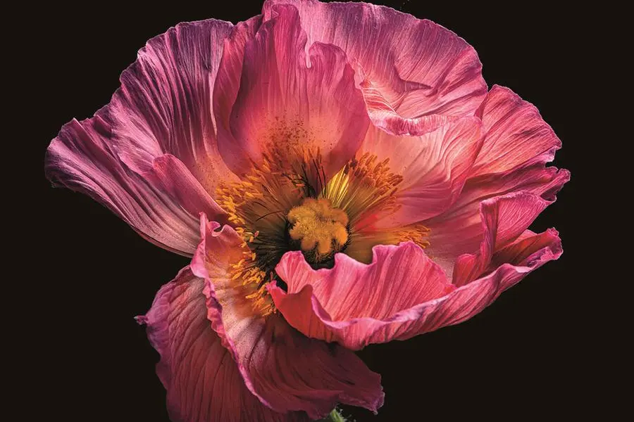 <p>Uno splendido papavero in primissimo piano immortalato dalla fotografa palermitana Francesca Romano nel suo ultimo progetto, chiamato Naturaleza</p>\\n