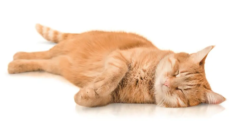 Ossitocina, la produciamo accarezzando gatti e cani