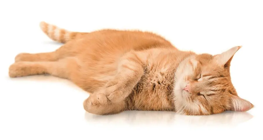 Ossitocina, la produciamo accarezzando gatti e cani