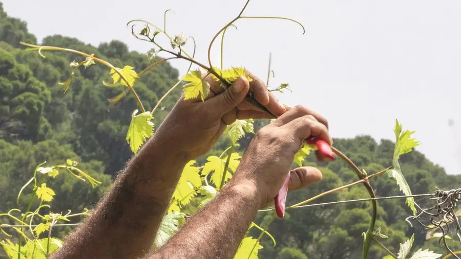 Gorgona, dove i detenuti imparano a coltivare le vigne