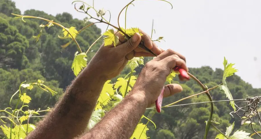 Gorgona, dove i detenuti imparano a coltivare le vigne