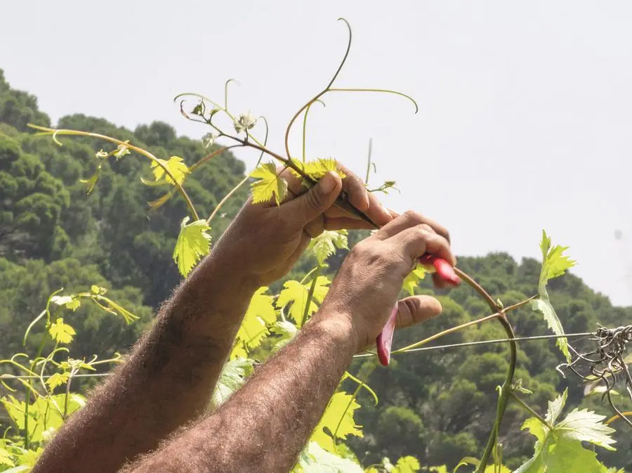 Gorgona, dove i detenuti imparano a coltivare le vigne