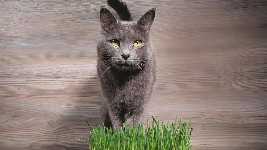 Medici per natura: l’autocura degli animali