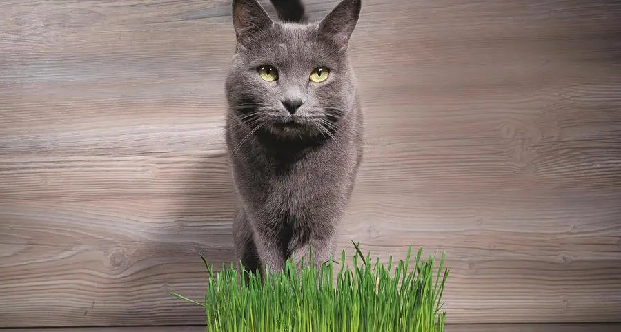 Medici per natura: l’autocura degli animali