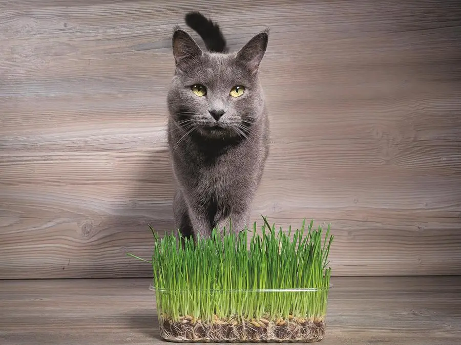 Medici per natura: l’autocura degli animali