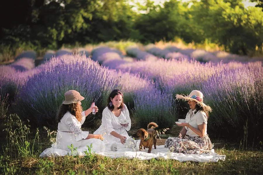 Le coltivazioni di lavanda del podee Argo a Sorano (Grosseto), dove è possibile pernottare