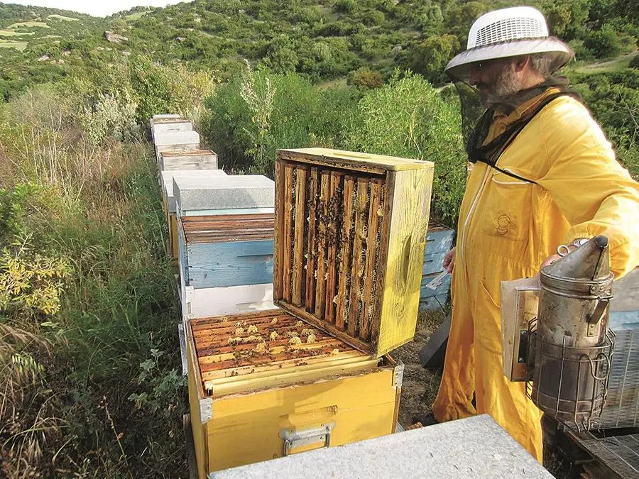 Produzione del miele nell'azienda Manias ad Ales (Oristano)