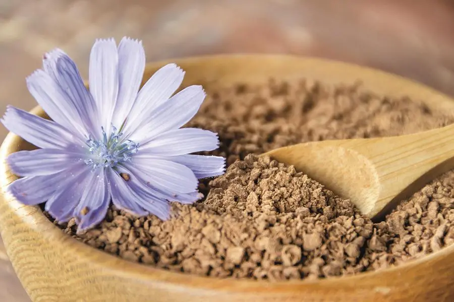 Radici tritate di cicoria, uno dei rimedi naturali urtilizzati da Ildegarda di Bingen
