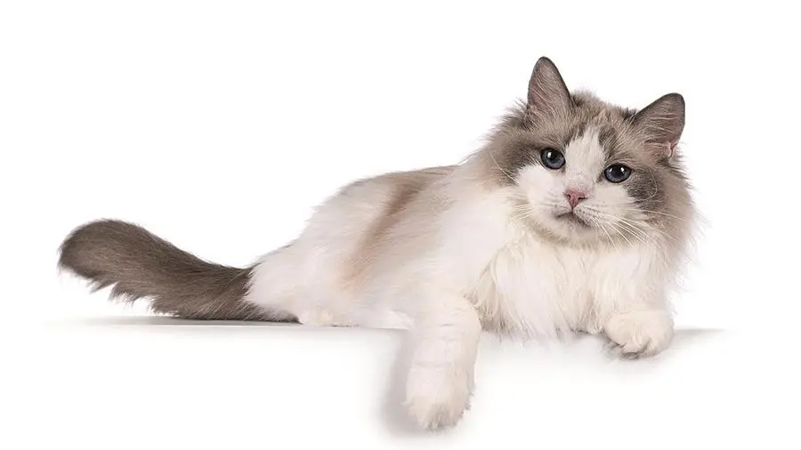 Cat therapy, per la prima volta in Italia i gatti entrano in corsia