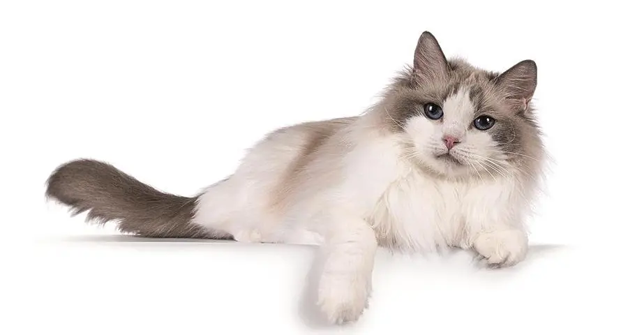 Cat therapy, per la prima volta in Italia i gatti entrano in corsia