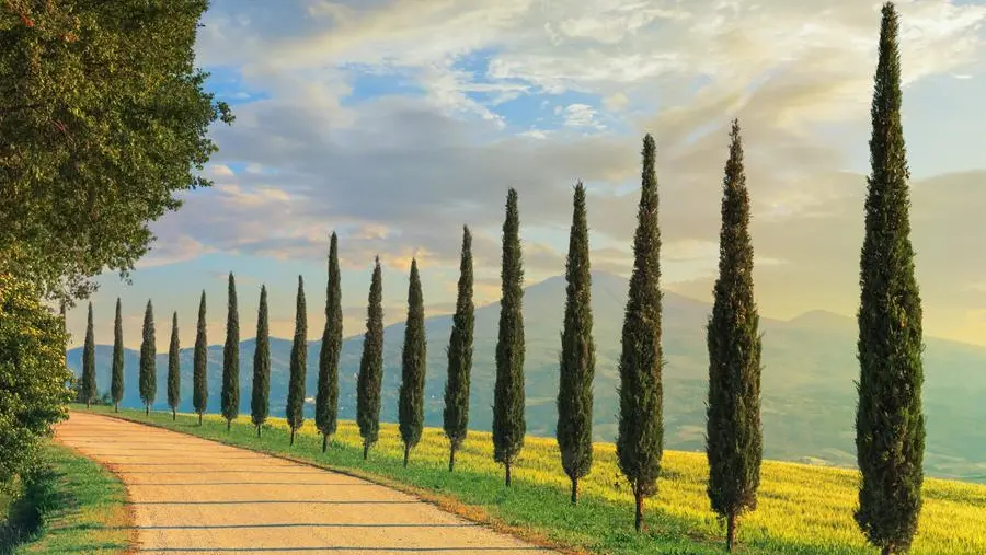 Allergia al cipresso: posso curarla con il vaccino?