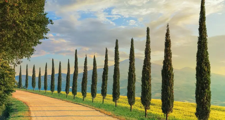Allergia al cipresso: posso curarla con il vaccino?