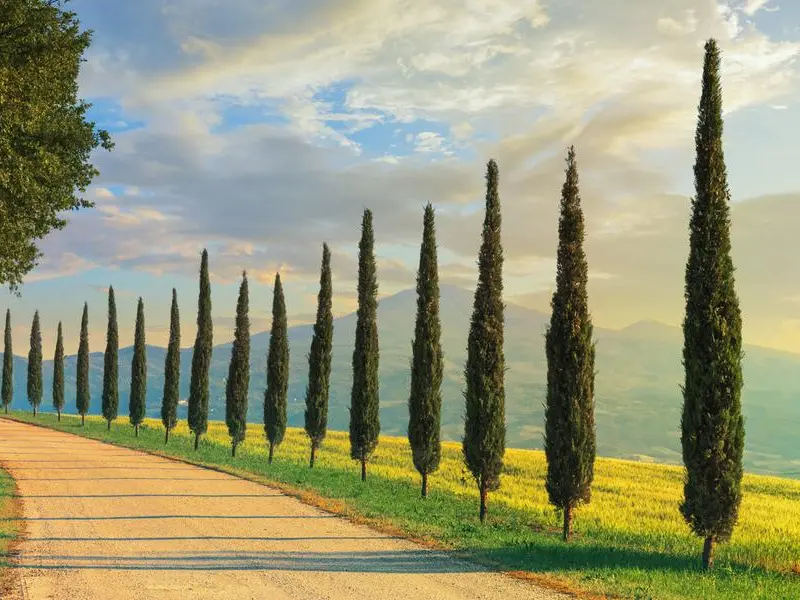 Allergia al cipresso: posso curarla con il vaccino?