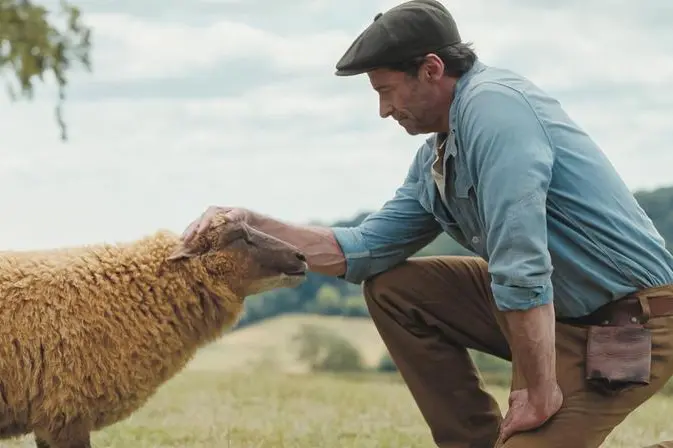Una scena di \"Pecore sotto copertura\", film nelle sale in cui Hugh Jackman \\u00E8 un pastore che legge romanzi gialli al suo gregge