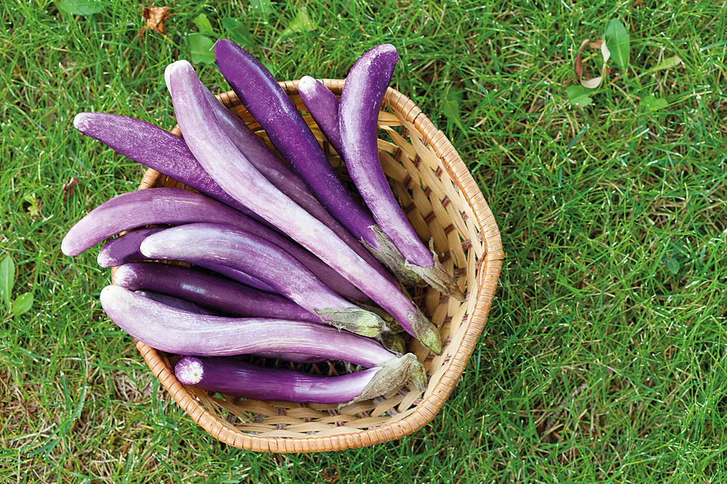Basket with Perlina eggplants, a natural crossbreed cultivated in Sicily, South Italy. , Getty Images/iStockphoto