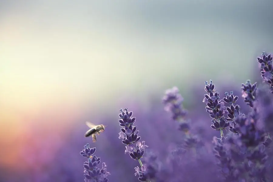 Le api e le vespe possono rappresentare un pericolo per le persone allergiche