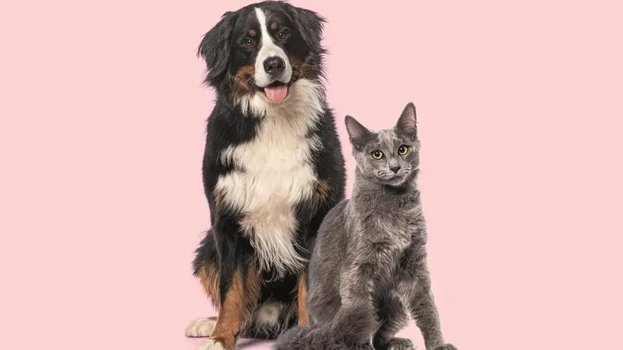 Donano il sangue anche i cani e i gatti