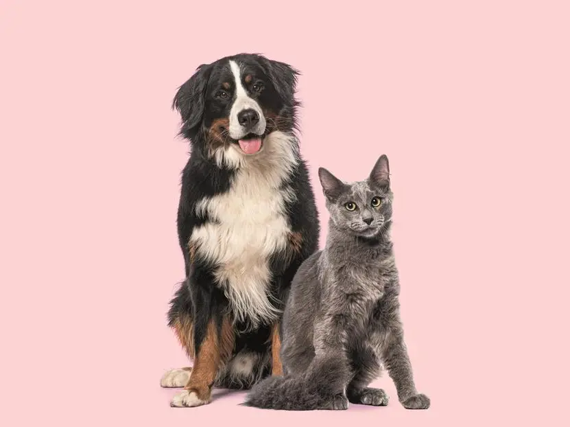 Donano il sangue anche i cani e i gatti