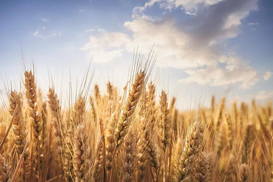 <p>Un campo di grano, cereale che contiene glutine</p>\\n