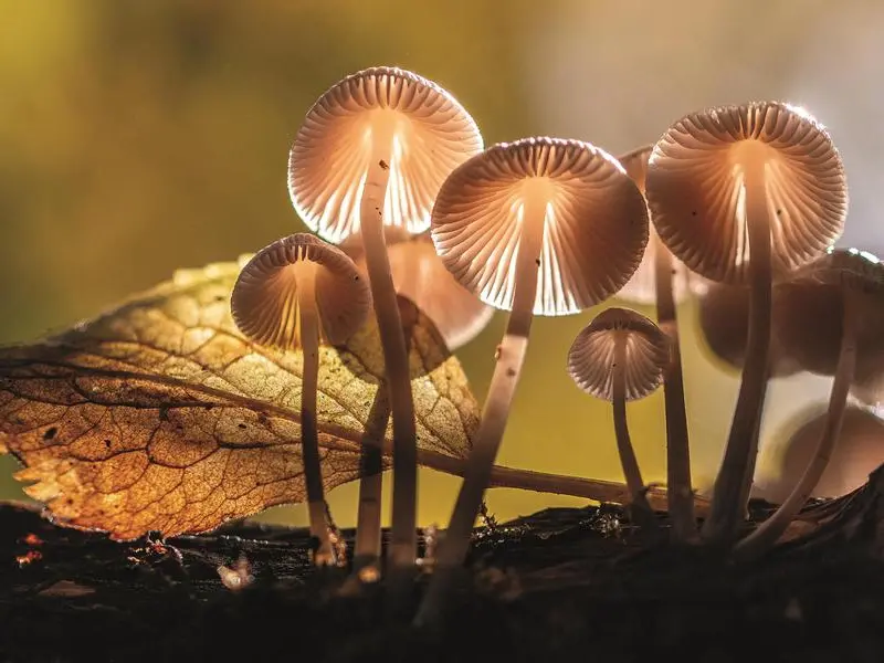 Funghi, i chiodini sono ricchi di vitamina D