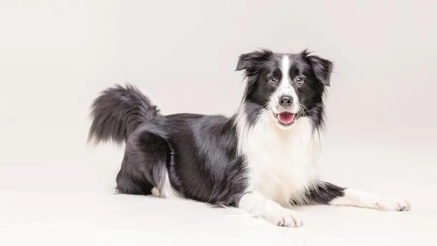 I cani plus dotati che imparano i nomi degli oggetti