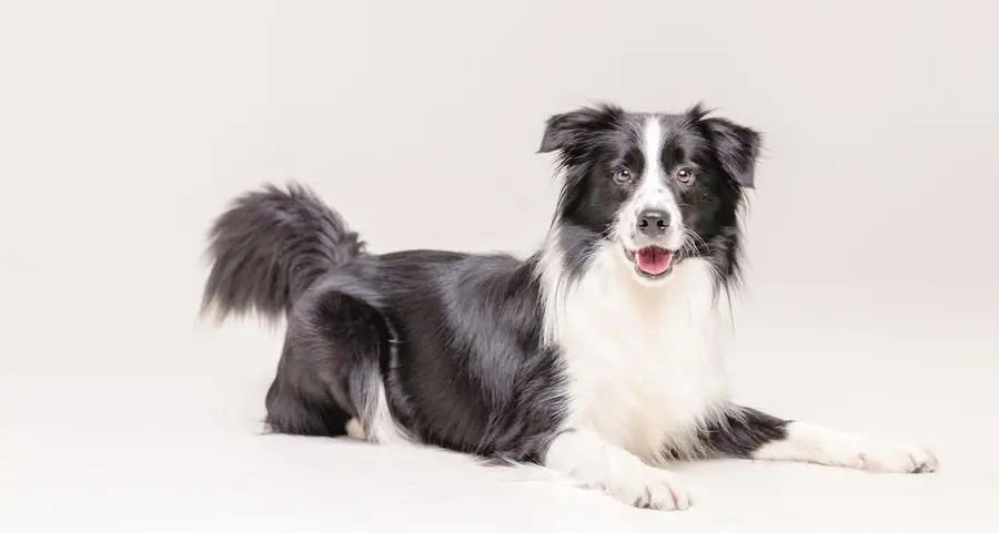 I cani plus dotati che imparano i nomi degli oggetti