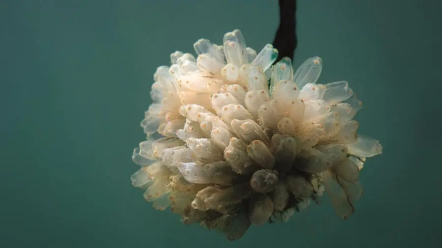 Il nuovo farmaco antitumorale che viene dal mare