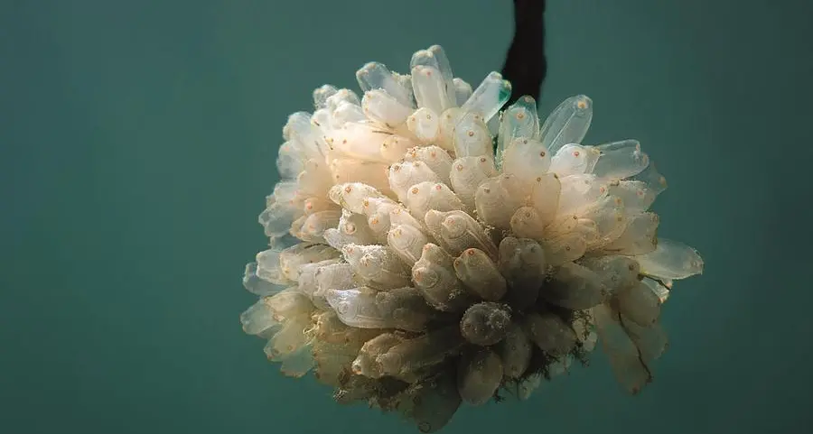 Il nuovo farmaco antitumorale che viene dal mare