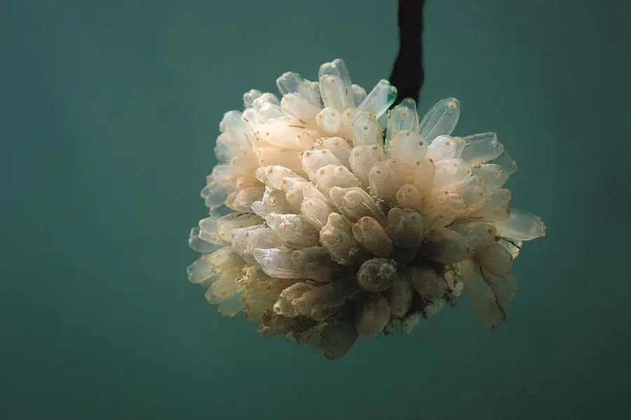 Alejandro Martin Arjona