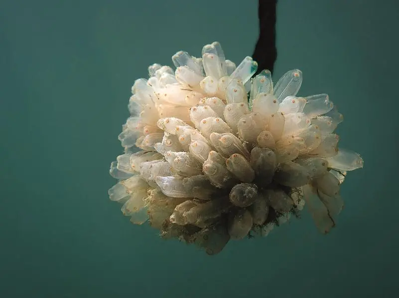 Il nuovo farmaco antitumorale che viene dal mare