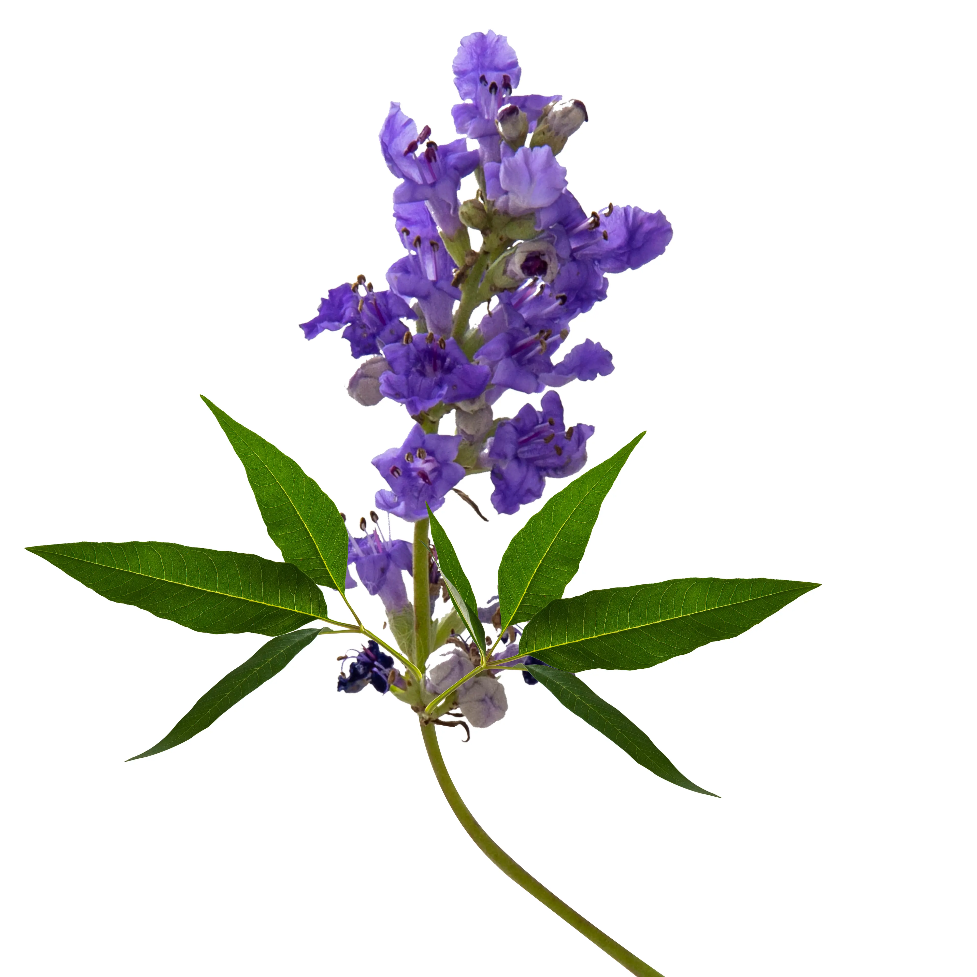 L’agnocasto per i sintomi della premenopausa