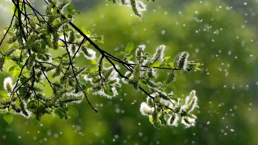 Quando le allergie ai pollini s’incrociano con quelle ai cibi