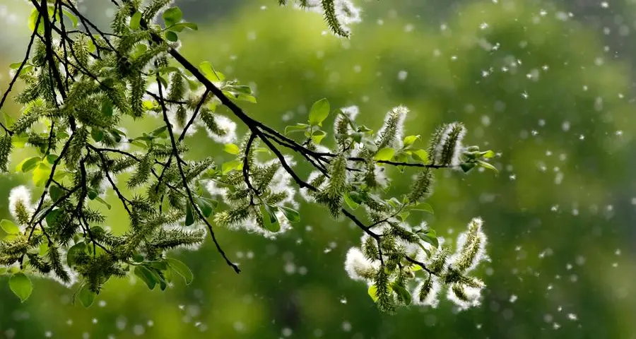 Quando le allergie ai pollini s’incrociano con quelle ai cibi