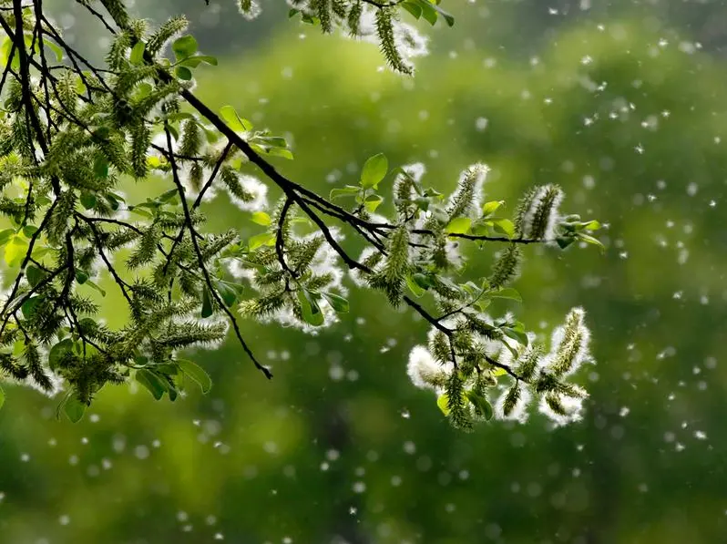 Quando le allergie ai pollini s’incrociano con quelle ai cibi