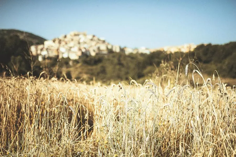 Il grano autoctono coltivato dalla cooperativa Terra di resilienza a Caselle in Pittari (Salerno)