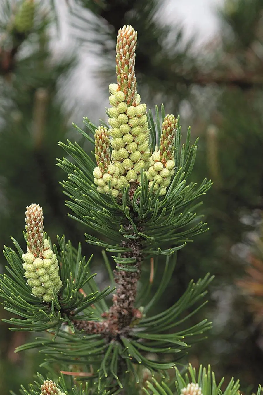 Le gemme del pino contengono sostanze dall'effetto lenitivo e decongestionante sulle alte vie respiratorie